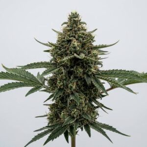 MK Ultra Clones