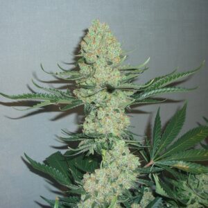3 Kings Clones