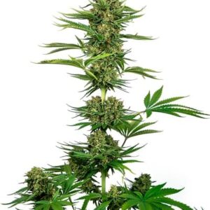 Black Domina Clones